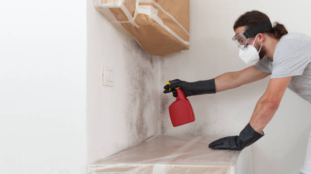 Professional Attic Mold Remediation technician working in Carr, CO