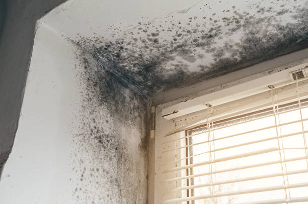 Affordable Attic Mold Remediation solutions in Carr, CO