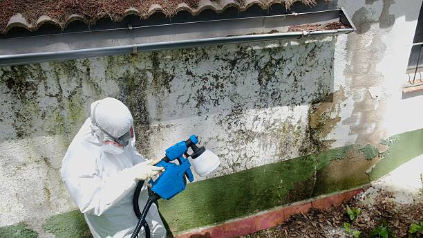 Top rated local Attic Mold Remediation specialists in Carr, CO